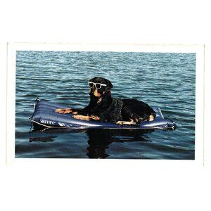 Dog With Sunglasses On Pool Float Postcard Mary Bloom North Shore Animal League